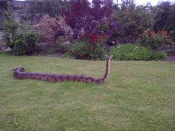 Gnate1:  I Am Convinced That This Snake Is Happily Humming As He Scampers Across