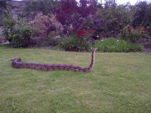 gnate1:  I am convinced that this snake is happily humming as he scampers across this lawn. “hm hm hm hm hmmm, what a beautiful day today! I think I’ll swallow a chimpanzee!” 