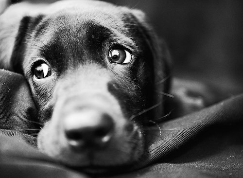 idancemythoughtsofyouaway:“ choc.lab ( :”