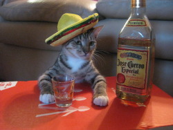 gnarly-gnarlyy:  Josè!!!  Puss in boots sombrero.