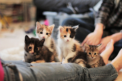 the-real-cheesu:  guys calm down…….. 