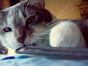 fuckyeahfelines:  This is my best friend Broly. He is trying to kill my internet