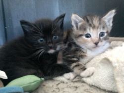 fuckyeahfelines:  This is a picture of my two little kittens, Isabel and Timmy; this was taken a couple months back when they were smaller. 