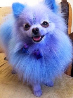 yourfaceisfetch:  im doing this to my pom   ☹ ☯ ☹ ☯ 