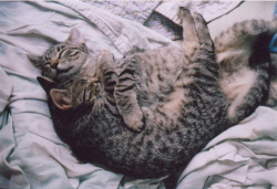 i&rsquo;d either like to be this cat right now cuddling, or cuddle with this cat. right now.