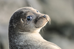 theanimalblog:  Over The Shoulder Selkie (by Crieffy.)  OMG COME TO MEEE.