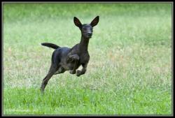 magicalnaturetour:  Black (melanistic) Deer