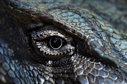lavoisier:  dragon eye of indigo blue (by paloetic) 