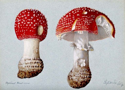 victoriasrustyknickers:The Classic Fly Agaric (Amanita muscaria) - Watercolour, 1892 via Wellcome Im