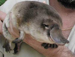 mira a perry @isiita_r fat-animals:  A platypus