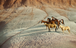 prevailing:  Wild horses in Wyoming (by nguyenducbinbin) 