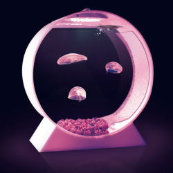 bitchville:   Turns out the jellyfish can’t go in a regular fish tank because they get sucked into the filtration intakes and liquefied. In this tank, however, the water flow is carefully designed so jellies do not get sucked into pump intakes. The