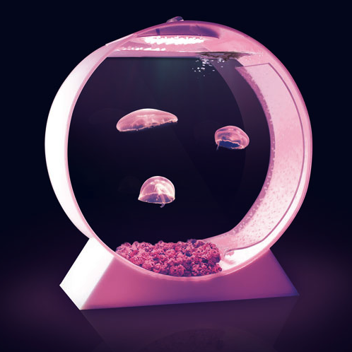 armandocp: Turns out the jellyfish can’t go in a regular fish tank because they get sucked into the filtration intakes and liquefied. In this tank, however, the water flow is carefully designed so jellies do not get sucked into pump intakes. The tanks