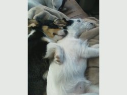 corgiaddict:  Daisy and her best friend Bitsy (jack russel terrier). We were on our way to visit my sister and they fell asleep like this after playing in the car. This was last summer, they were about 3 months old. Too cute! they’re spooning! 