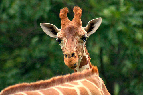 Giraffe (by Evan Animals)