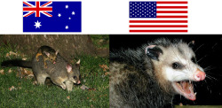 micthemicrophone:  its-boo-nedict:  midnightbex:  everythingsbetterwithbisexuals:  miggylol:  epic4chan:  Australian possum vs American possum  画  I had this exact conversation with an Australian friend. She was startled and said that oh, she must
