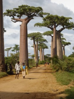 culturalcrosspollination:  Baobab Avenue