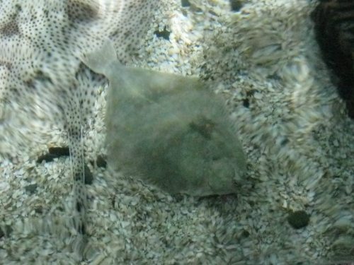 flatfish are amazing