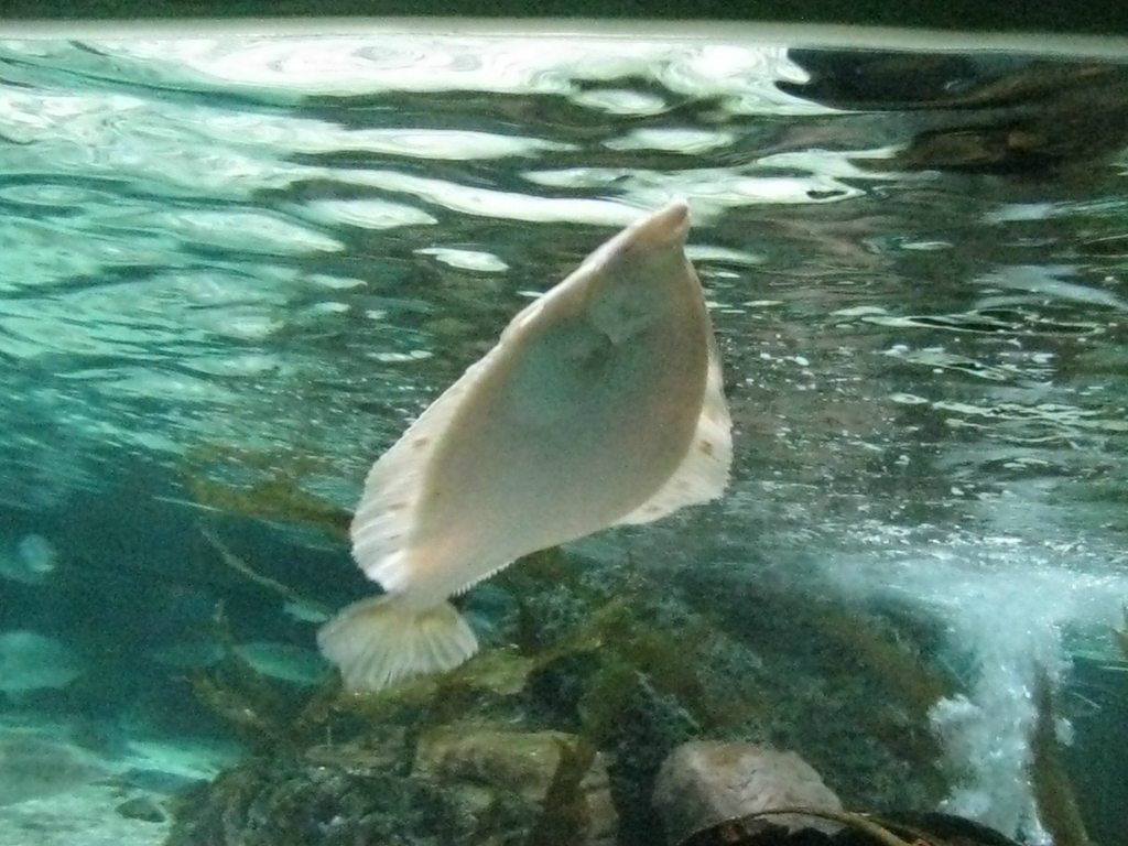 flatfish swimmin!!