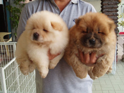 frais-coco:  chow chow puppies are adorable! 