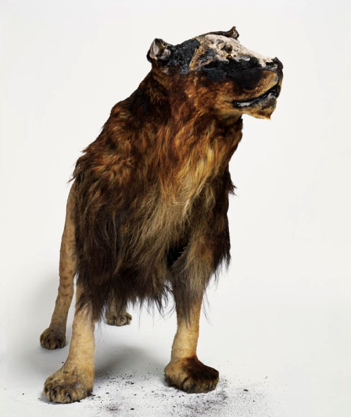 1000 Degrees: Deyrolle Deyrolle, a taxidermy shop in Paris caught on fire in 2008. Most of their menagerie was destroyed. Photographer Laurent Bochet shot more than 300 images of the charred collection and put together the book 1000 Degrees:...