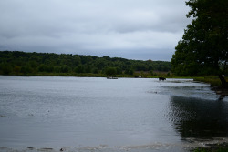 a cow in a lake