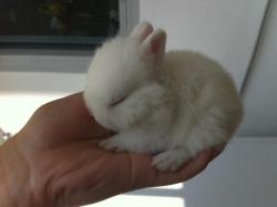 wild-l-o-v-e:  awwwh, so flufffyyy  BUNNNNNY