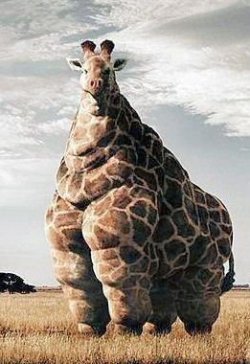 hypn0tize-me:  I AM SO SICK OF EVERYONE ON TUMBLR ONLY REBLOGGING THE SKINNY GIRAFFES. CURVY GIRAFFES ARE BEAUTIFUL TOO! fuck the haters.  