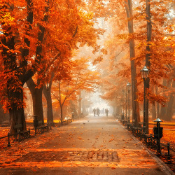 sunsurfer:  Autumn Orange, Krackow, Poland photo by mattrulez 