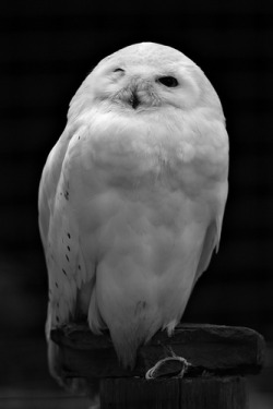 inetgate: Snowy Owl (by jaikdean)シロフクロウ 