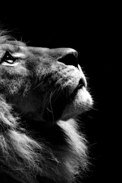 Backspaceforward:  Yoo-Ris:  Reblogging Some Of My Fav ♥  Lions Are Such Beautiful