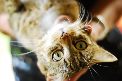 juste-les-chats: seeing world upside down by martyna_ksr21 on Flickr.