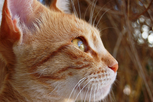 juste-les-chats: untitled by shirley.vino on Flickr.