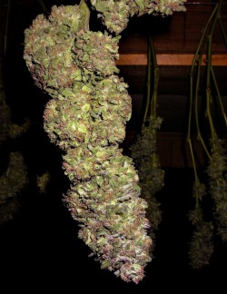 loud-pack-nation:  I want this hanging in