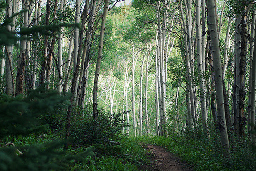 troubled:the aspen grove (by the mayfly)