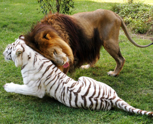 allcreatures:  Lion Cameron and white tiger Zabu play together at the Big Cat Rescue in Tampa, Florida. A meeting between the two predators would have been impossible in the wild as they hail from different continents. The feline duo - aptly nicknamed