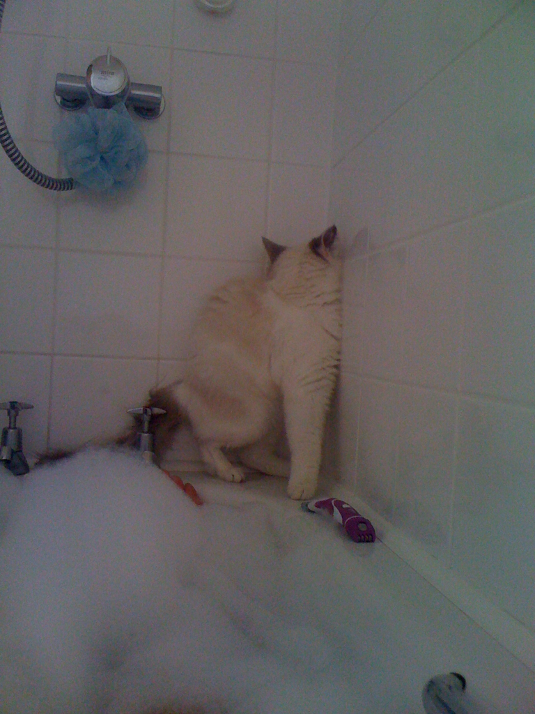 Кот в ванной. Толстый кот в ванне. Жирный кот в ванне. Кот лезет в ванну. Видео коты в ванне