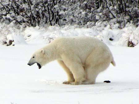 funniest10k:   Fun Fact: Polar Bears yell while they poop.  Follow this blog, you