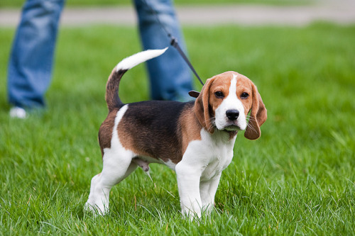 Pet sitter dog walker