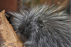 llbwwb:  North American Porcupine (by Truus &amp; Zoo)  There was a porcupine that would visit my yard every night in the beginning of the Summer. He hasn&rsquo;t been around in quite a while, and it makes me pretty upset. ):