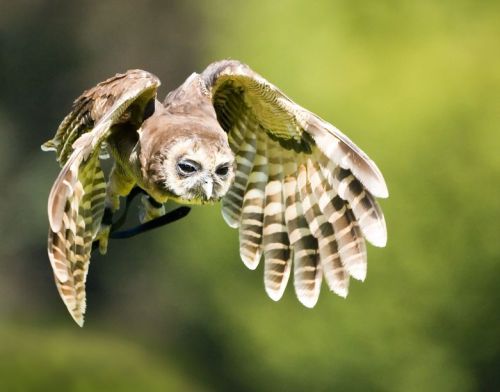 hungoverowls:  “Okay. I’ll look busy for a couple of hours, then lock myself in the bathroom during lunch. I’ve got this.” 