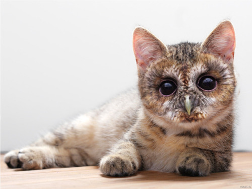 turntechlongbottom:  urlesque:  Cats with Owl Faces works weirdly well.  THAT IS SO CUTE OH MY GOD OH MY GOD THAT IS THE CUTEST THING I HAVE EVER SEEN OWLCATS ARE MY NEW FAVOURITE NOT REAL ANIMAL 