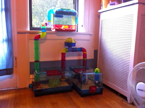 Variation #6 Of Harvey’s Habitat. Our Newest Additions Nerf & Little.