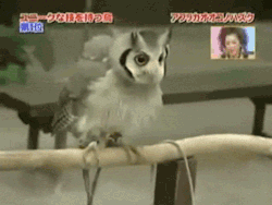 annadraconida:  1 owl… 3 versions 