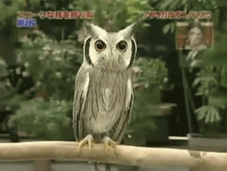 XXX annadraconida:  1 owl… 3 versions  photo