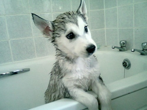 lelementovitale:  pastelpink-vitamin:  aww  **  Why you no get in da bath wif me?