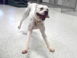 bestfriendspetcare:  zip a dee doo dah!  I want a silly-looking white boxer. And name it Eli Manning.