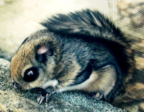 Porn photo  The Japanese dwarf flying squirrel (Pteromys