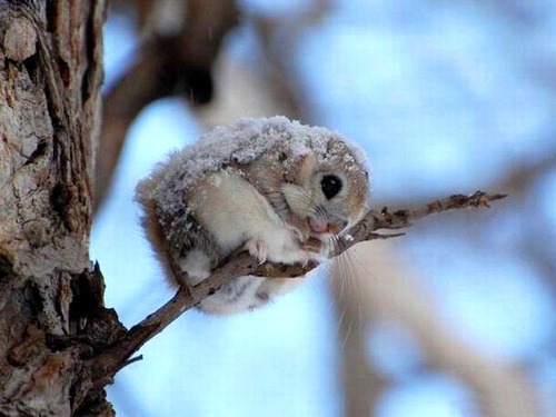 Porn Pics  The Japanese dwarf flying squirrel (Pteromys