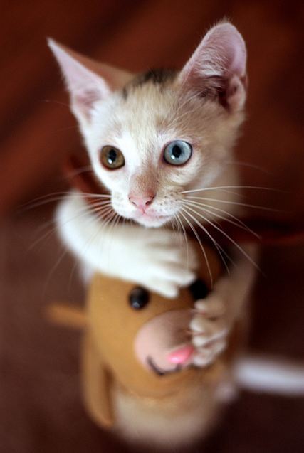 gatoscastoresepatos:  “No, you can’t borrow my toy. Sorry.” says possessive